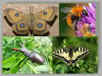 Фауна Із фауни безхребетних на сьогодні виявлено понад 2500 видів комах, з як...