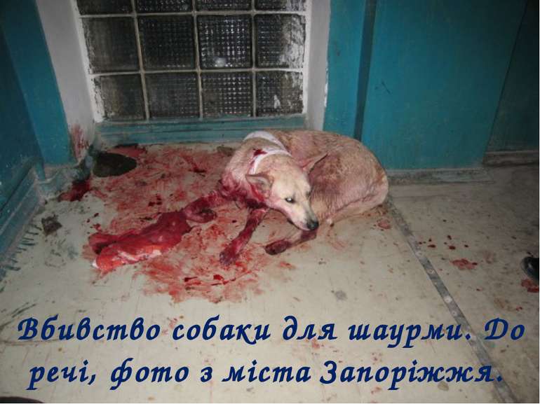 Вбивство собаки для шаурми. До речі, фото з міста Запоріжжя.