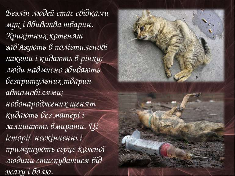 Безліч людей стає свідками мук і вбивства тварин. Крихітних котенят зав'язуют...