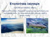 Етологічна ізоляція Особливості поведінки тварин. Наприклад в о.Севан (Вірмен...