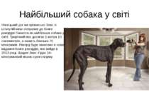 Найбільший собака у світі Німецький дог на прізвисько Зевс зі штату Мічиган п...