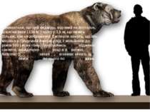 Вважається, що цей ведмідь, відомий як Arctodus, досягав ваги 1136 кг і зрост...