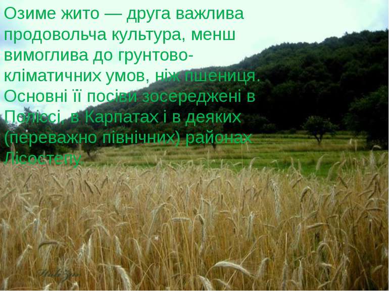 Озиме жито — друга важлива продовольча культура, менш вимоглива до грунтово-к...