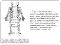     Скелет— структурная основа тела. Скелет образует структурную основу тела ...