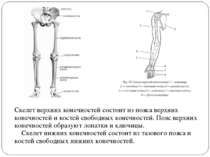 Скелет верхних конечностей состоит из пояса верхних конечностей и костей своб...