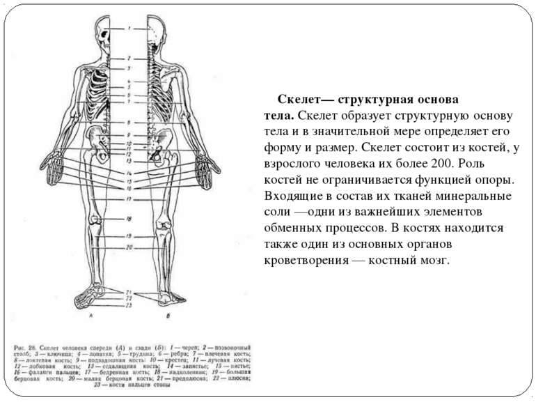     Скелет— структурная основа тела. Скелет образует структурную основу тела ...