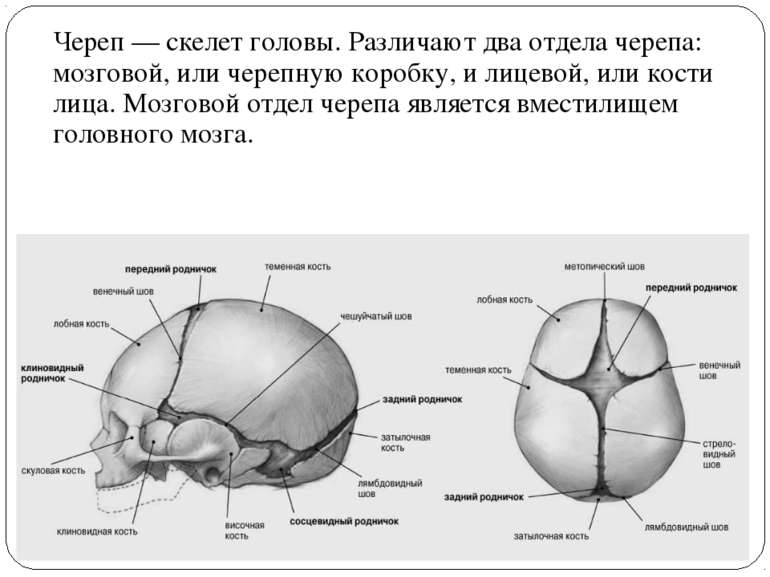 Череп — скелет головы. Различают два отдела черепа: мозговой, или черепную ко...