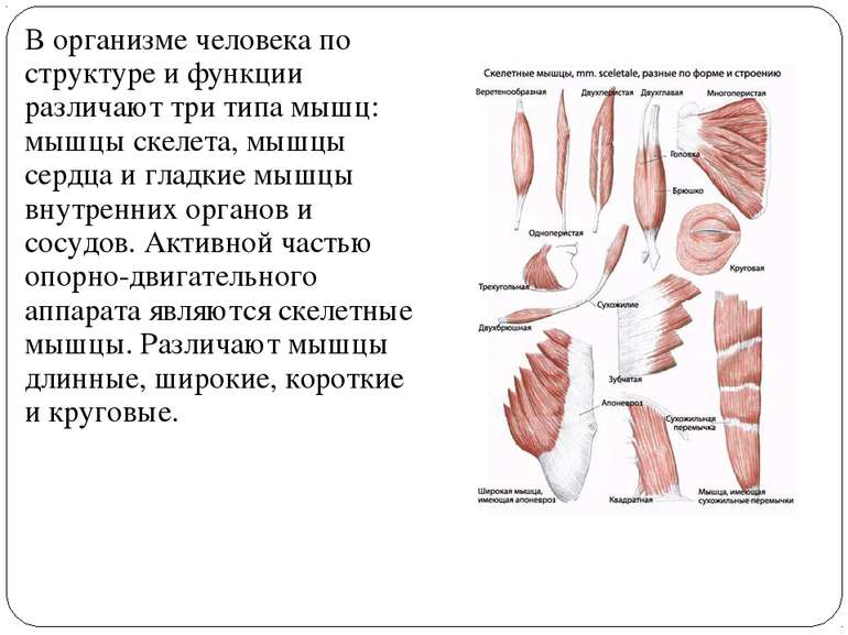 В организме человека по структуре и функции различают три типа мышц: мышцы ск...