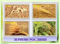 Овес Ячмінь Пшениця ЗЕРНОВІ РОСЛИНИ Просо