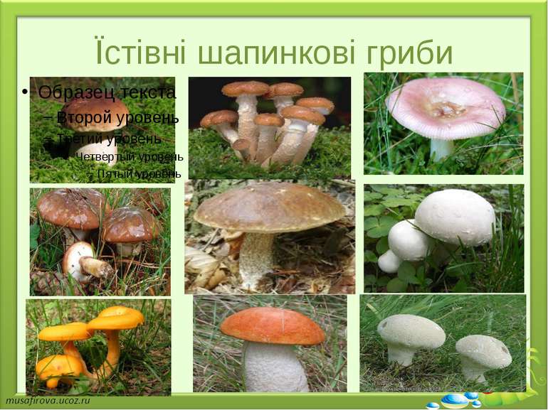 Їстівні шапинкові гриби