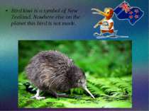 Bird kiwi is a symbol of New Zealand. Nowhere else on the planet this bird is...