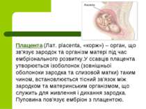 Плацента (Лат. placenta, «корж») – орган, що зв’язує зародок та органiзм мате...