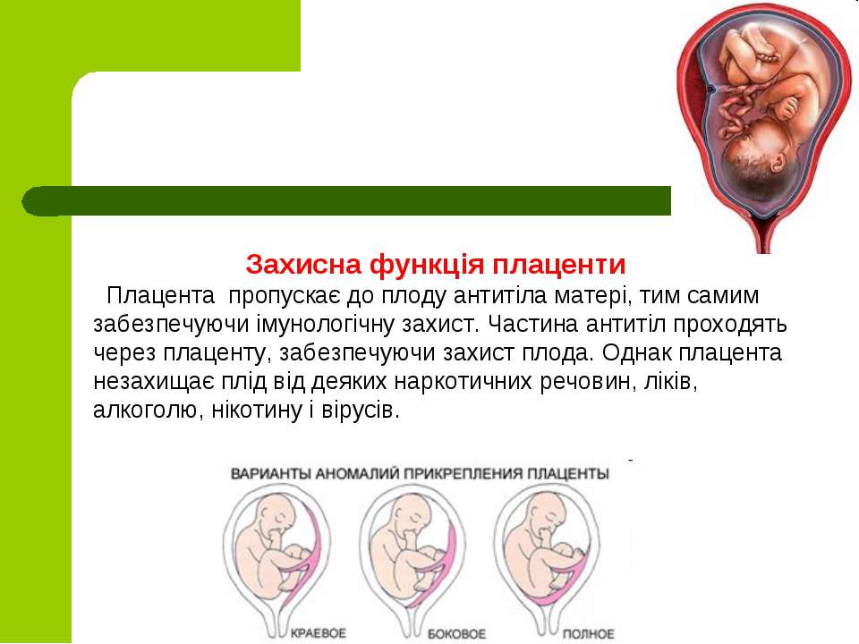 Плацента на какой неделе. Когда формируется плацента. Формирование плаценты при беременности. Плацента когда формируется у беременных.