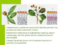 Химери можуть виникати в результаті щеплень рослин і під впливом мутацій сома...