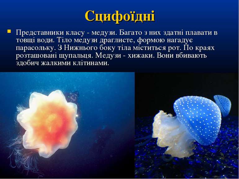 Сцифоїдні Представники класу - медузи. Багато з них здатні плавати в товщі во...