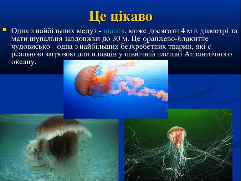 Це цікаво Одна з найбільших медуз - ціанея, може досягати 4 м в діаметрі та м...