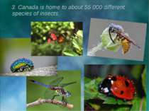 3. Canada is home to about 55 000 different species of insects.