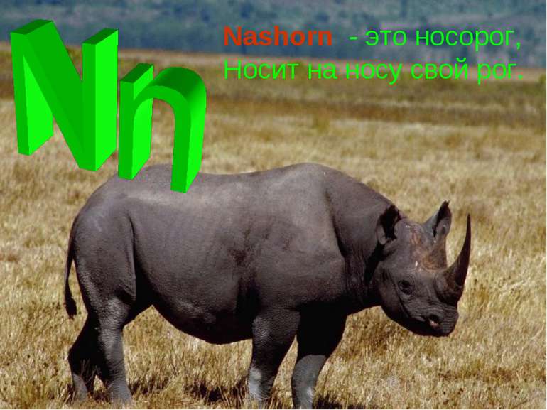 Nashorn - это носорог, Носит на носу свой рог.