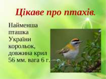 Цікаве про птахів. Найменша пташка України корольок, довжина крил 56 мм. вага...