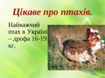 Цікаве про птахів. Найважчий птах в Україні – дрофа 16-19 кг.