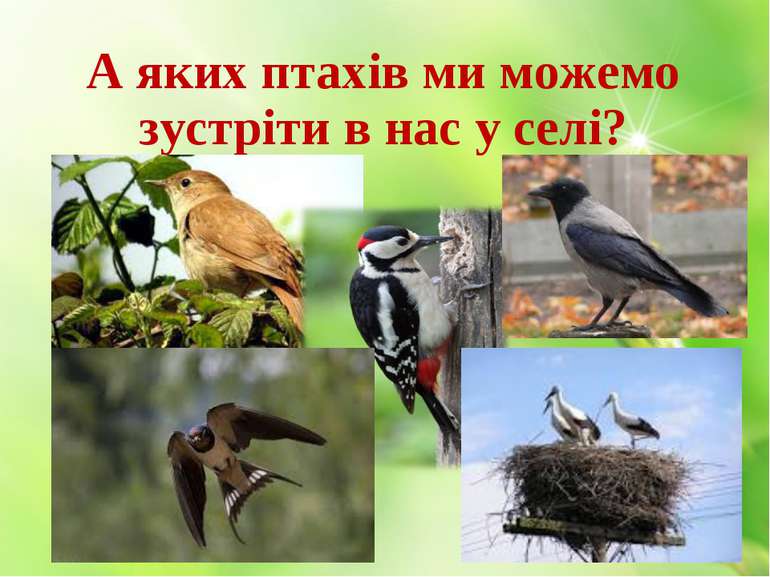 А яких птахів ми можемо зустріти в нас у селі?