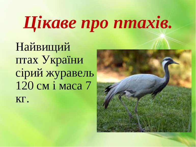 Цікаве про птахів. Найвищий птах України сірий журавель 120 см і маса 7 кг.