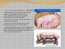 ВЕЛИКА БІЛА Одна з основних порід свиней у світі. Порода виведена в ХІХ столі...