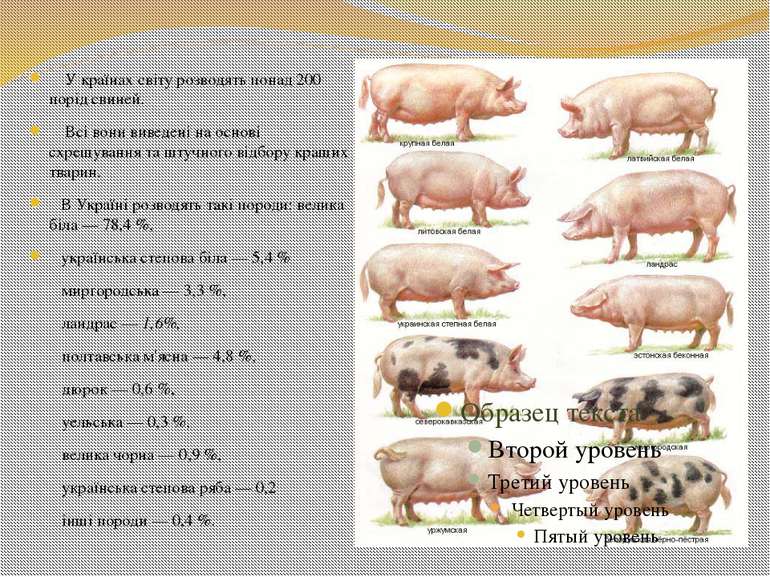 У країнах світу розводять понад 200 порід свиней. Всі вони виведені на основі...