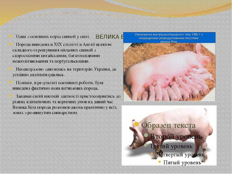 ВЕЛИКА БІЛА Одна з основних порід свиней у світі. Порода виведена в ХІХ столі...
