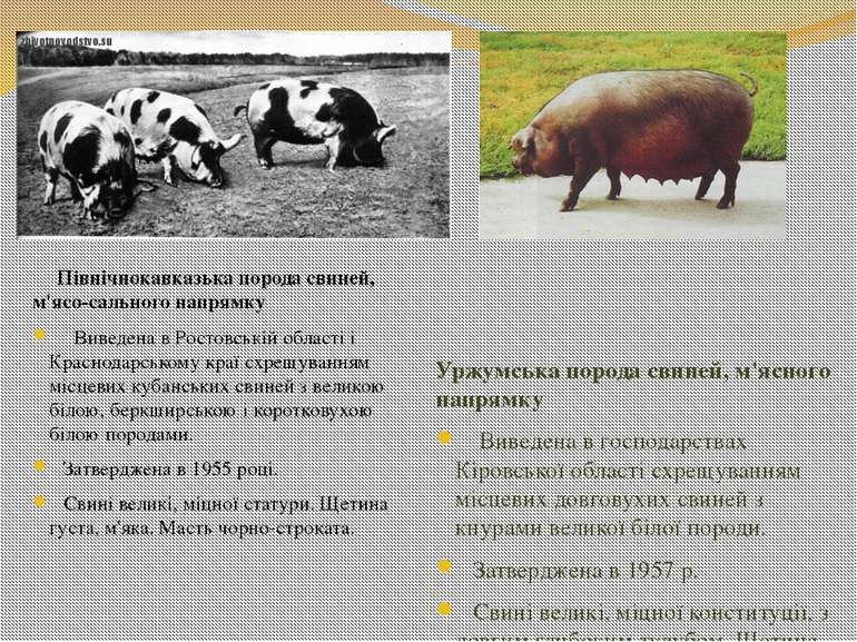 Північнокавказька порода свиней, м'ясо-сального напрямку Виведена в Ростовськ...