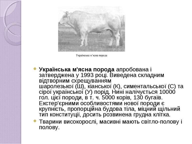 Українська м'ясна порода апробована і затверджена у 1993 році. Виведена склад...