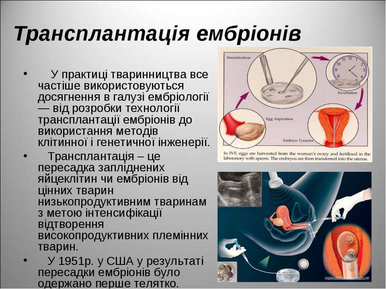 Трансплантація ембріонів У практиці тваринництва все частіше використовуються...