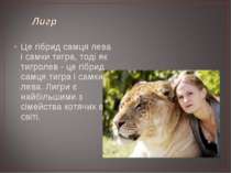 Це гібрид самця лева і самки тигра, тоді як тигролев - це гібрид самця тигра ...