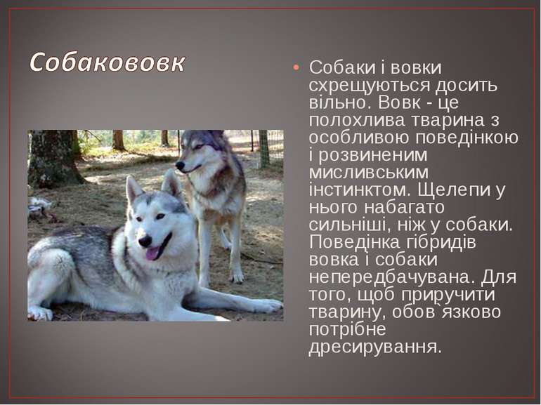 Собаки і вовки схрещуються досить вільно. Вовк - це полохлива тварина з особл...