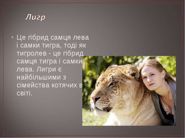 Це гібрид самця лева і самки тигра, тоді як тигролев - це гібрид самця тигра ...