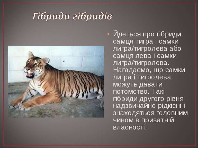 Йдеться про гібриди самця тигра і самки лигра/тигролева або самця лева і самк...