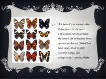 A butterfly is a mainly day-flying insect of the order Lepidoptera, which inc...