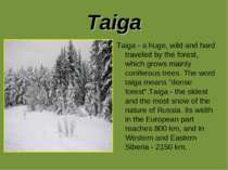 Taiga Taiga - a huge, wild and hard traveled by the forest, which grows mainl...