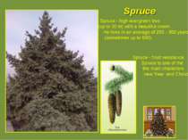 Spruce Spruce - high evergreen tree (up to 30 m) with a beautiful crown. He l...