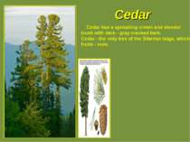Cedar Cedar has a spreading crown and slender trunk with dark - gray cracked ...
