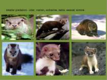 smaller predators - otter, marten, wolverine, sable, weasel, ermine.