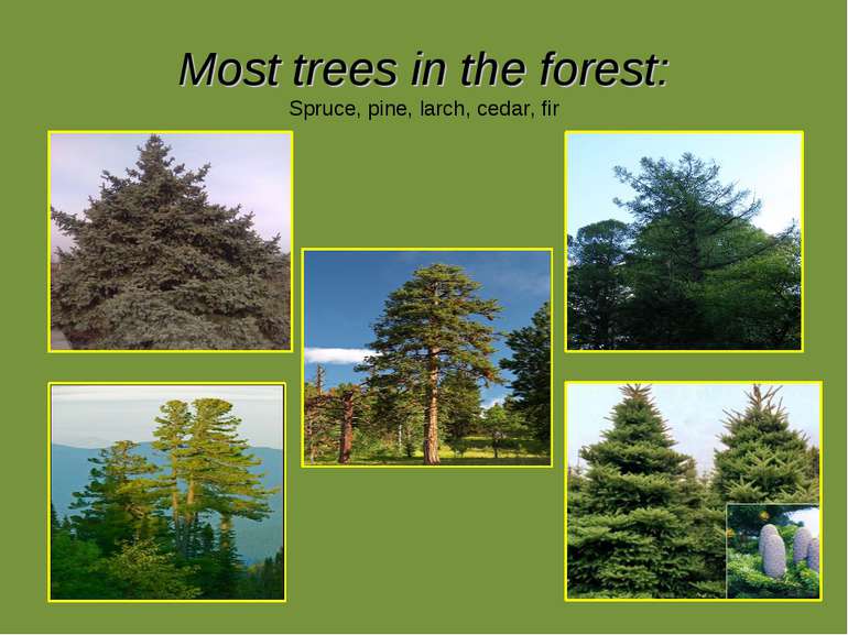 Most trees in the forest: Spruce, pine, larch, cedar, fir