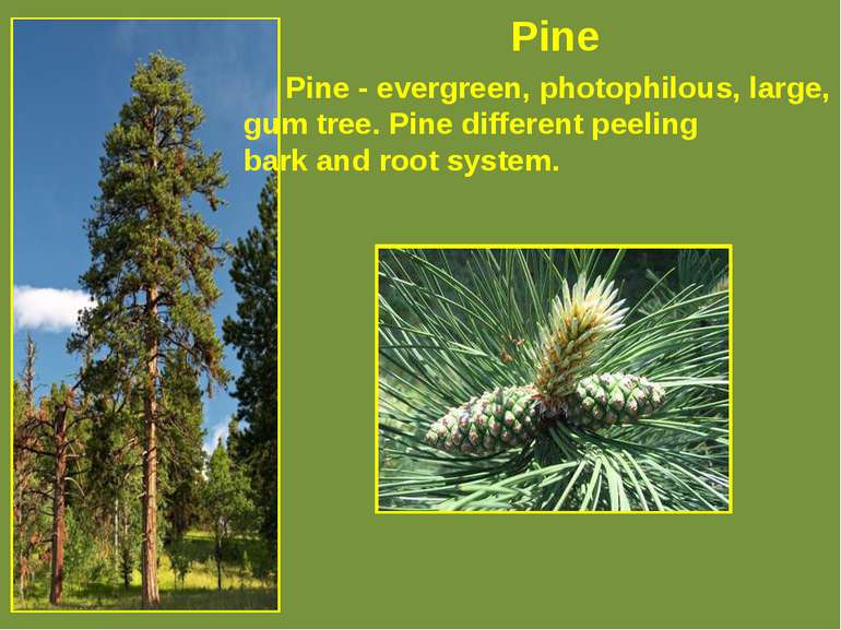 Pine Pine - evergreen, photophilous, large, rich gum tree. Pine different pee...
