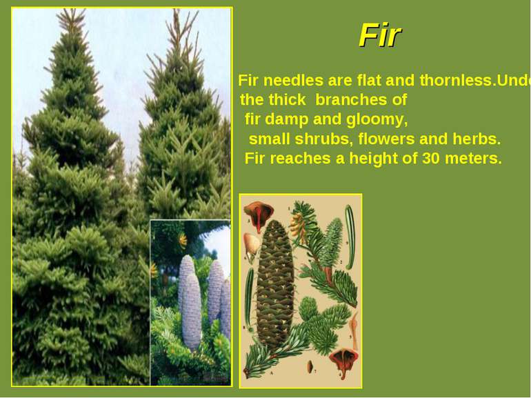 Fir Fir needles are flat and thornless.Under the thick branches of fir damp a...