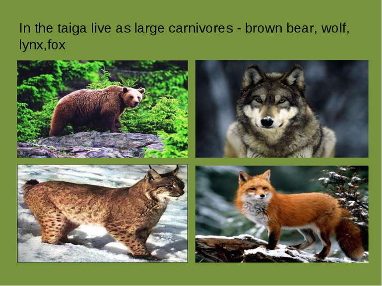 In the taiga live as large carnivores - brown bear, wolf, lynx,fox