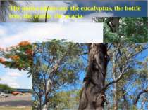 The native plants are the eucalyptus, the bottle tree, the wattle, the acacia.