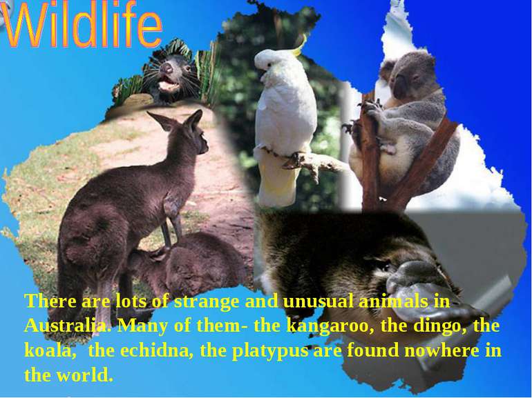 There are lots of strange and unusual animals in Australia. Many of them- the...