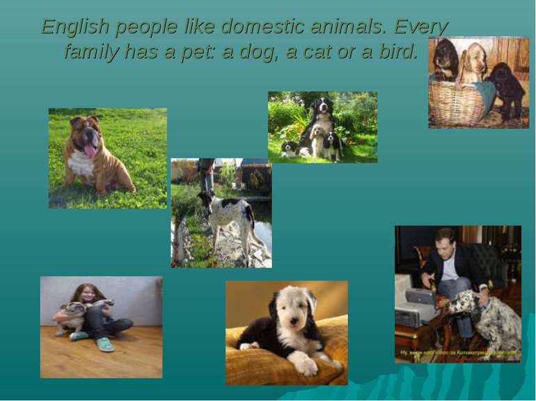 English people like domestic animals. Every family has a pet: a dog, a cat or...