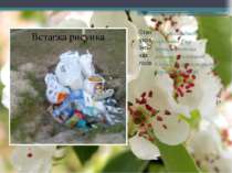 Стан українських лісів — для насаджень середнього віку характеристики реальни...