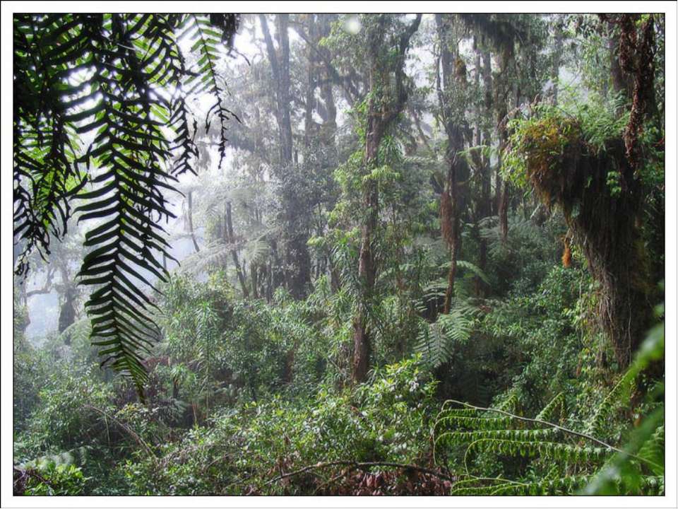 Природная зона влажные экваториальные тропические леса. Вечнозеленые тропические леса Африки. Влажные тропические леса Африки. Вечнозеленые тропические леса Конго. Зона влажных экваториальных лесов Африки.